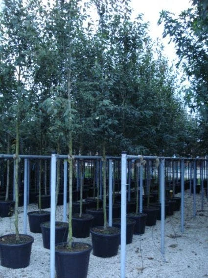 Krentenboom (Amelanchier Arborea 'Robin Hill') 4 Krentenboom (Amelanchier Arborea 'Robin Hill') - Afbeelding 4