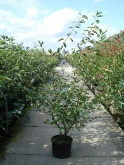 Krentenboom Als Struik (Amelanchier Lamarckii) -Green Roots Exporteren Winkel 20110215155125 13