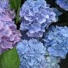 Hortensia (Hydrangea 'Endless Summer' Blauw)