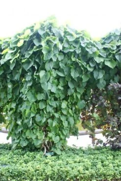 Duitse Pijp (Aristolochia Macropylla) -Green Roots Exporteren Winkel 20110731133730 3