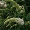 Vlinderstruik (Buddleja Davidii 'White Profusion')