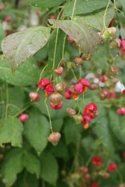 Kardinaalsmuts (Euonymus Planipes) -Green Roots Exporteren Winkel 20110731134608 5