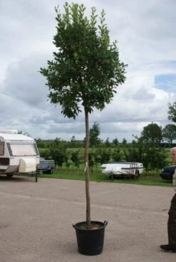 Aardbeiboom (Arbutus Unedo) -Green Roots Exporteren Winkel 20110822171531 4