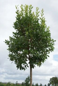 Green Roots Exporteren Winkel -Green Roots Exporteren Winkel 20110822171550 4