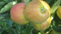 Appelboom (Malus Domestica 'Elstar') -Green Roots Exporteren Winkel 20110905154809 6 1