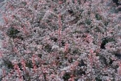 Nieuwe uitgaven -Green Roots Exporteren Winkel 20111026150721 4