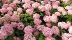 Hortensia (Hydrangea 'Pink Annabelle') -Green Roots Exporteren Winkel 20111219093740 1