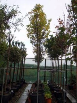 Judasboom (Cercis Siliquastrum) -Green Roots Exporteren Winkel 20120110164015 10 1