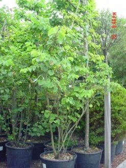 Judasboom Als Struik (Cercis Siliquastrum) -Green Roots Exporteren Winkel 20120110165223 8 1