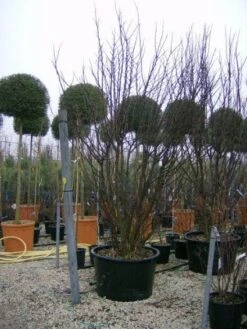 Judasboom Als Struik (Cercis Siliquastrum) -Green Roots Exporteren Winkel 20120110165233 8