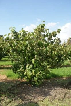 Japanse Sneeuwbal (Viburnum Plicatum 'Tomentosum') -Green Roots Exporteren Winkel 20120128164626 6 1