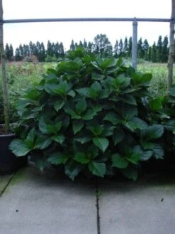 Seringhortensia (Hydrangea Macrophylla 'Ayesha') -Green Roots Exporteren Winkel 20120202134812 2 2