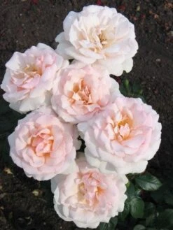 Grootbloemige Roos (Rosa 'A Whiter Shade Of Pale')