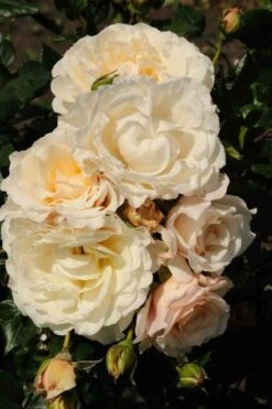 Klimroos (Rosa 'Eloise')
