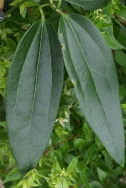 Bosrank, Groenblijvend (Clematis Armandii) -Green Roots Exporteren Winkel 20120211132337 5 1