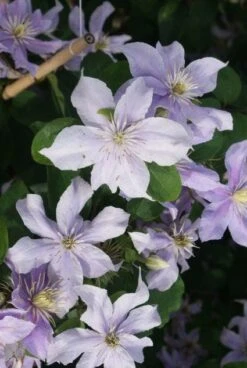 Bosrank (Clematis 'Justa') -Green Roots Exporteren Winkel 20120211142234 1 1