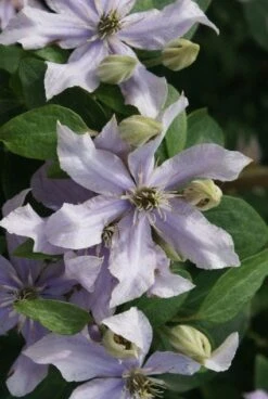 Bosrank (Clematis 'Justa') -Green Roots Exporteren Winkel 20120211142323 1 1