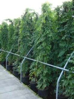 Blauwe Regen (Wisteria Sinensis) 13 Blauwe Regen (Wisteria Sinensis) -Green Roots Exporteren Winkel 20120213094040 13