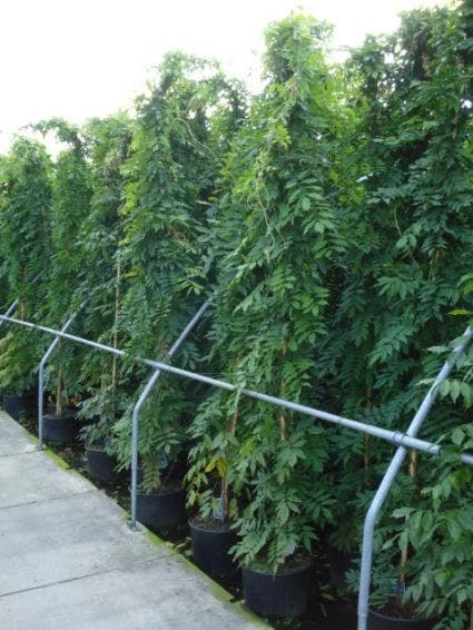 Blauwe Regen (Wisteria Sinensis) 6 Blauwe Regen (Wisteria Sinensis) - Afbeelding 6