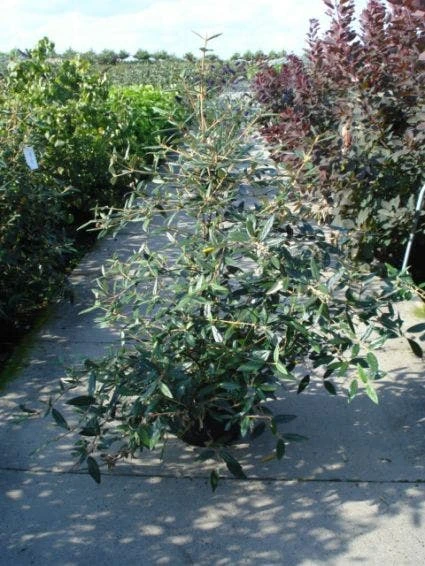 Sneeuwbal (Viburnum Bodnantense 'Dawn') 8 Sneeuwbal (Viburnum Bodnantense 'Dawn') - Afbeelding 8