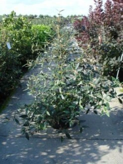 Sneeuwbal (Viburnum Bodnantense 'Dawn') -Green Roots Exporteren Winkel 20120213095450 1 2