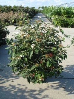 Sneeuwbal (Viburnum Plicatum 'Watanabe') 11 Sneeuwbal (Viburnum Plicatum 'Watanabe') -Green Roots Exporteren Winkel 20120213095627 8