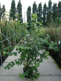 Sneeuwbal (Viburnum Opulus 'Roseum') -Green Roots Exporteren Winkel 20120213095949 9 1