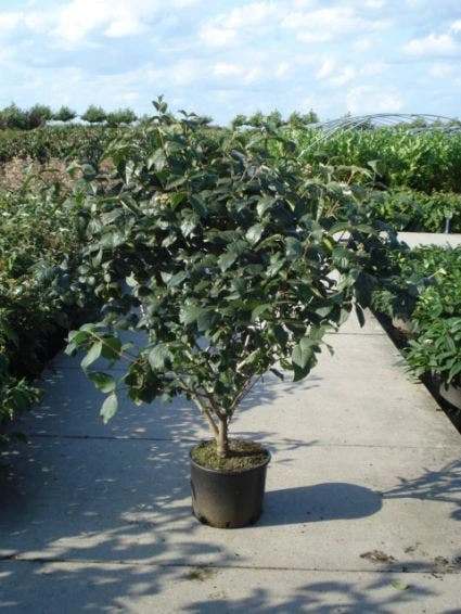 Sneeuwbal (Viburnum Carlcephalum) 4 Sneeuwbal (Viburnum Carlcephalum) - Afbeelding 4