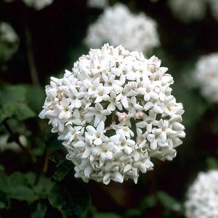 Sneeuwbal (Viburnum Carlcephalum) 2 Sneeuwbal (Viburnum Carlcephalum) - Afbeelding 2