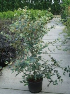 Sneeuwbal (Viburnum Burkwoodii) 12 Sneeuwbal (Viburnum Burkwoodii) -Green Roots Exporteren Winkel 20120213100608 14