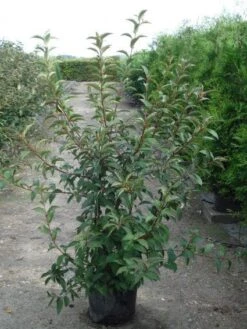 Sneeuwbal (Viburnum Bodnantense 'Charles Lamont') -Green Roots Exporteren Winkel 20120213100726 4 1