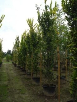 Goudiep (Ulmus Hollandica 'Wredei') 11 Goudiep (Ulmus Hollandica 'Wredei') -Green Roots Exporteren Winkel 20120213100818 9