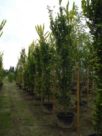 Goudiep (Ulmus Hollandica 'Wredei') 5 Goudiep (Ulmus Hollandica 'Wredei') - Afbeelding 5