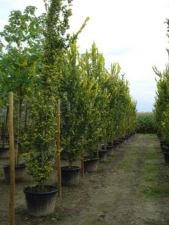 Goudiep (Ulmus Hollandica 'Wredei') 12 Goudiep (Ulmus Hollandica 'Wredei') -Green Roots Exporteren Winkel 20120213100842 9