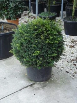 Taxusbol (Taxus Baccata) -Green Roots Exporteren Winkel 20120213101948 16