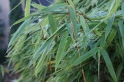 Niet Woekerende Bamboe (Fargesia Murieliae 'Bimbo') -Green Roots Exporteren Winkel 20120213125441 4 1