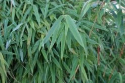 Niet Woekerende Bamboe (Fargesia Murieliae 'Simba') -Green Roots Exporteren Winkel 20120213125522 6