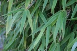 Niet Woekerende Bamboe (Fargesia 'Great Wall') -Green Roots Exporteren Winkel 20120213125547 7 2