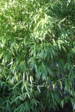 Niet Woekerende Bamboe (Fargesia 'Great Wall') -Green Roots Exporteren Winkel 20120213125631 7 2