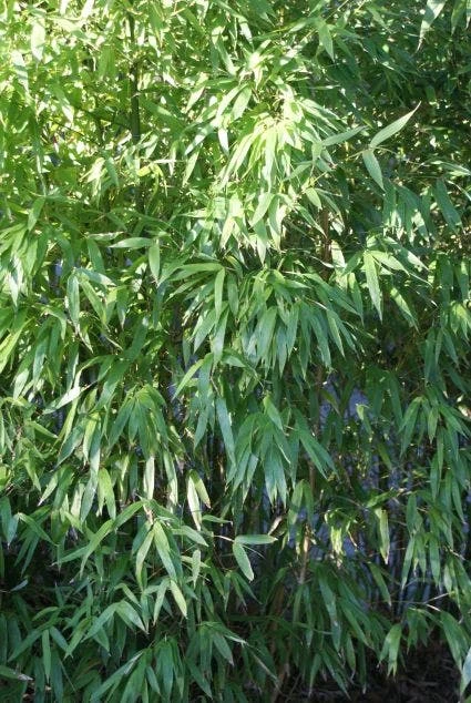 Niet Woekerende Bamboe (Fargesia 'Great Wall') 3 Niet Woekerende Bamboe (Fargesia 'Great Wall') - Afbeelding 3