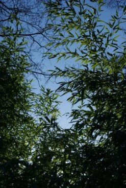 Bamboe (Phyllostachys Aurea) -Green Roots Exporteren Winkel 20120213125929 13