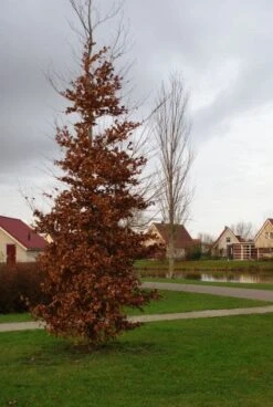 Beukenboom (Fagus Sylvatica) -Green Roots Exporteren Winkel 20120213132201 16