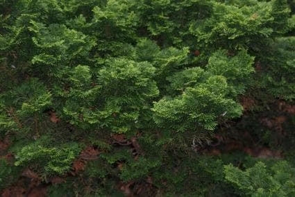 Dwergcypres (Chamaecyparis Obtusa 'Nana Gracilis') 2 Dwergcypres (Chamaecyparis Obtusa 'Nana Gracilis') - Afbeelding 2