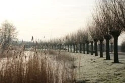 Knotwilg (Salix Alba) -Green Roots Exporteren Winkel 20120213152215 13 1