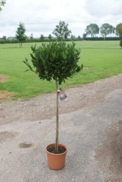 Echte Laurier Op Stam (Laurus Nobilis) -Green Roots Exporteren Winkel 20120213163018 4