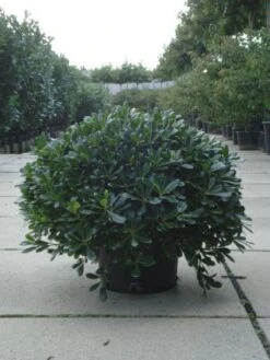 Australische Laurier (Pittosporum Tobira 'Nanum') -Green Roots Exporteren Winkel 20120213163910 8