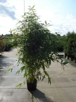 Bamboe (Phyllostachys Aurea) -Green Roots Exporteren Winkel 20120213164824 13