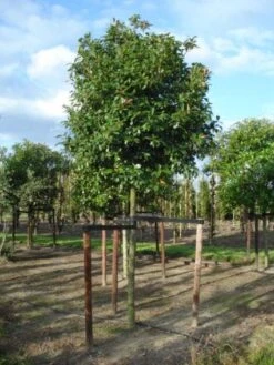 Glansmispel Als Boom (Photinia Fraseri 'Red Robin') -Green Roots Exporteren Winkel 20120214125941 9 1