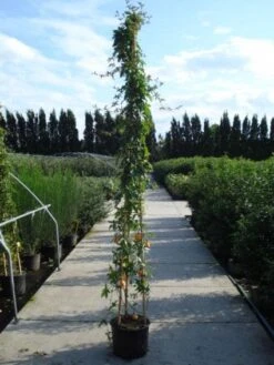 Passiebloem (Passiflora Caerulea) -Green Roots Exporteren Winkel 20120214131255 6