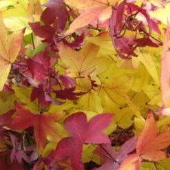 Amberboom (Liquidambar Styraciflua 'Worplesdon') 7 Amberboom (Liquidambar Styraciflua 'Worplesdon') -Green Roots Exporteren Winkel 20120214133347 20 1